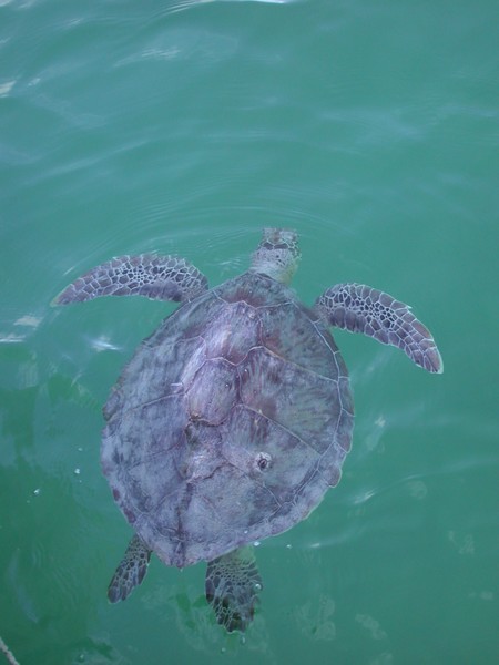 Turtle